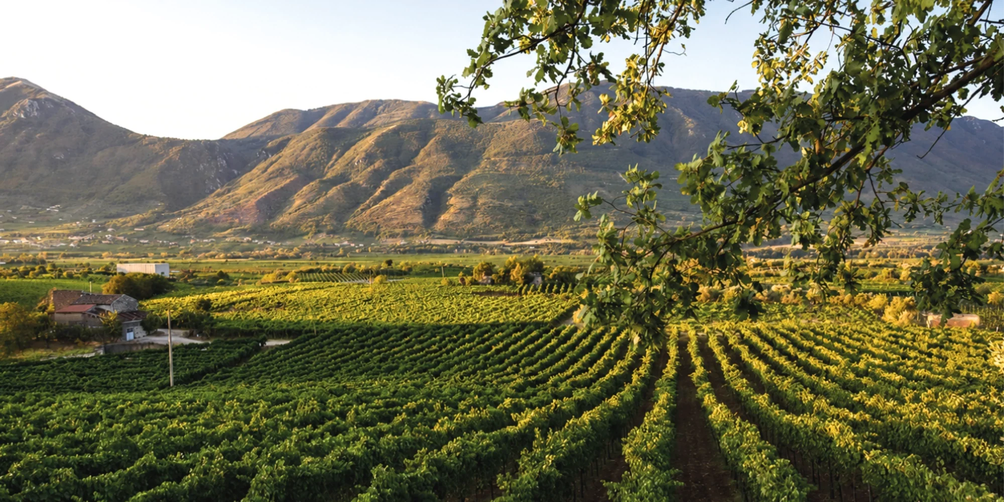 Santiquaranta Weine vor den Weinbergen des Sannio in der Benevento-Provinz in Kampanien