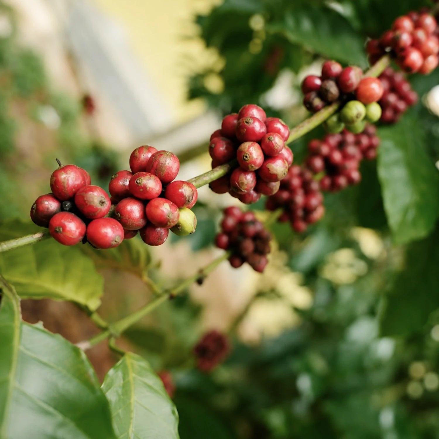 Kaffeepflanze mit roten Kaffeekirschen kurz vor ihrer Ernte