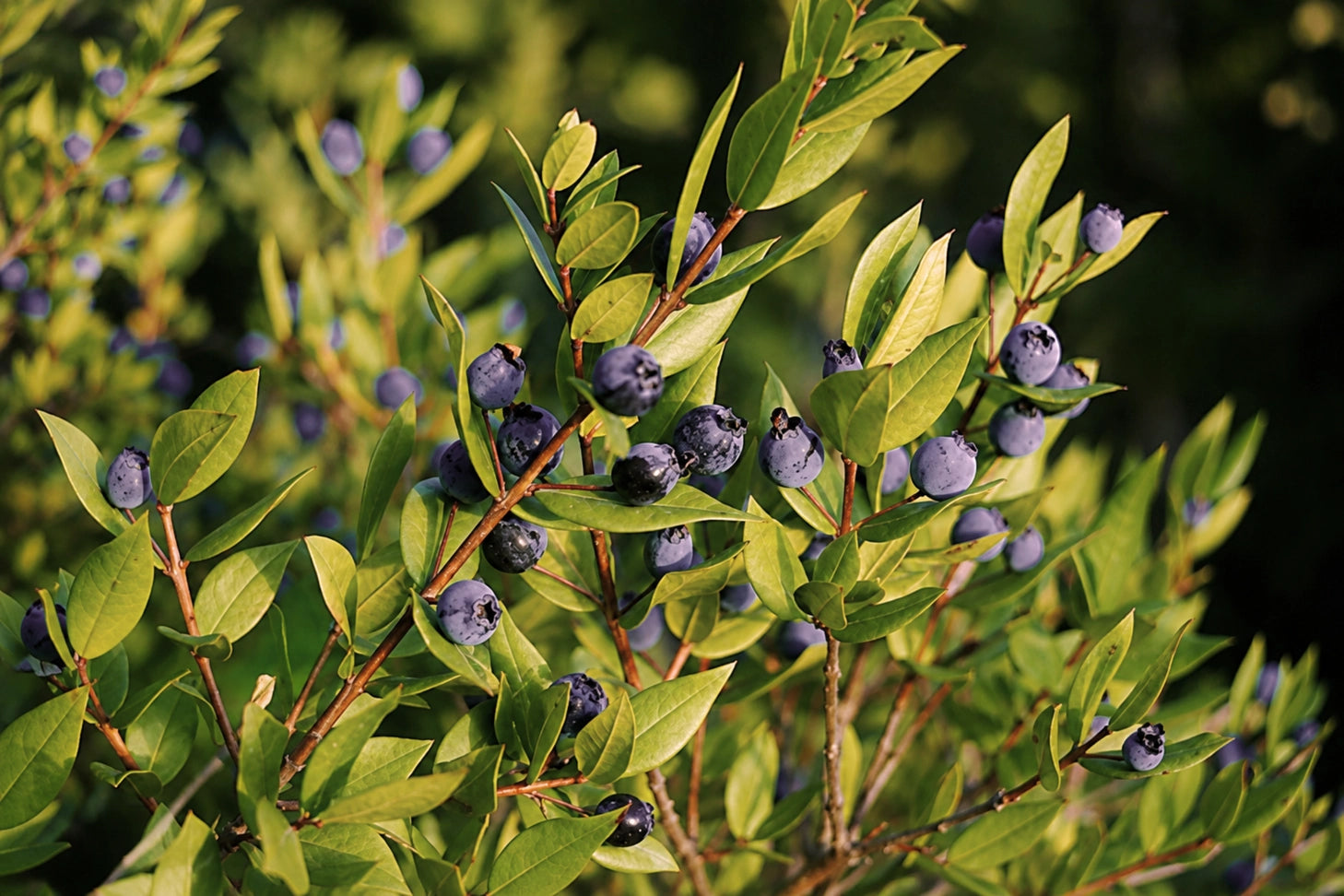 Nahaufnahme der reifen, tiefvioletten Beeren an einer Myrtenpflanze auf Sardinien
