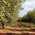 Olivenhaine in Alghero nahe der Nordwestküste Sardiniens – Herkunft des Quaranta Terra del Gusto Olivenöls