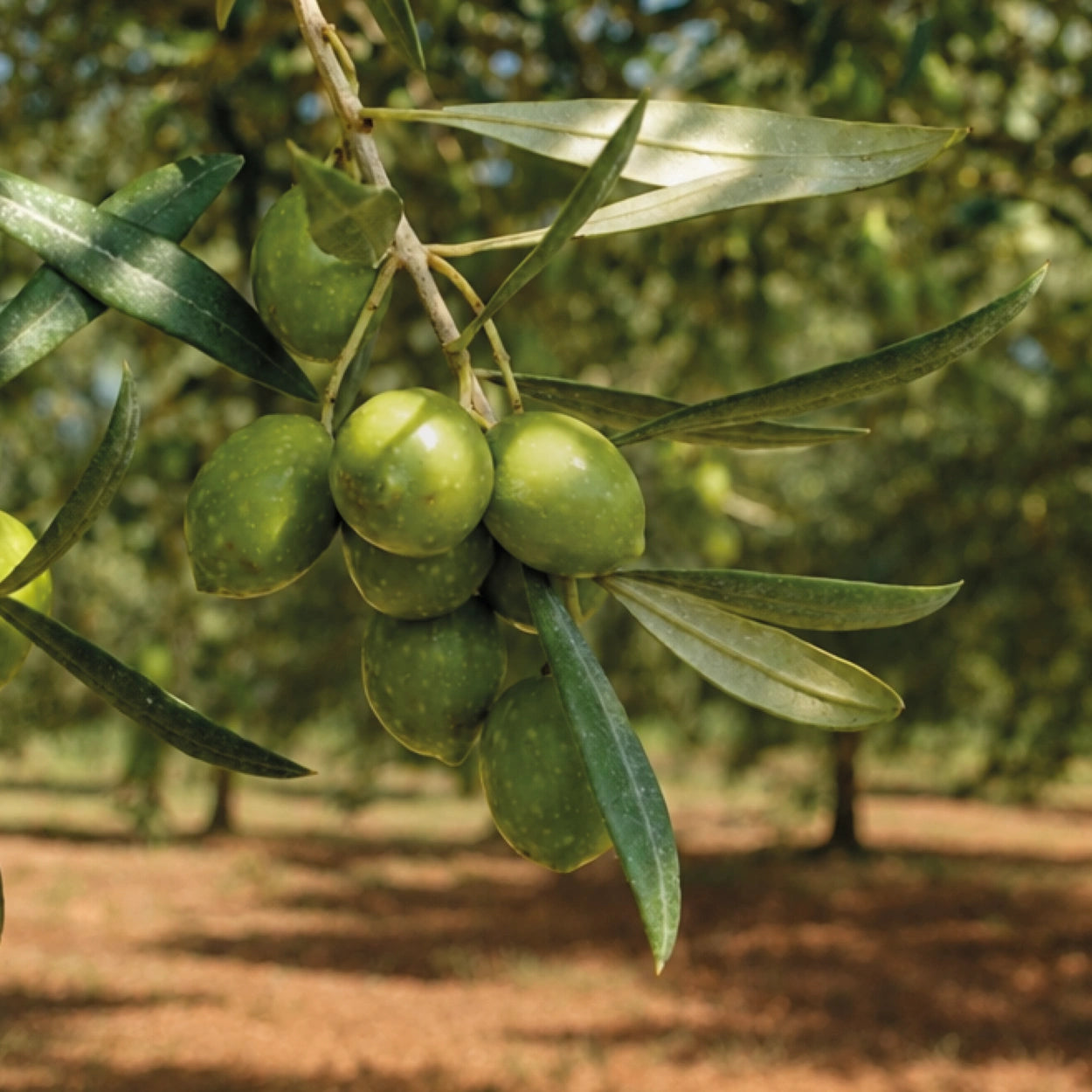 Nahaufnahme der Bosana-Olive, einer autochthonen sardischen Olivensorte