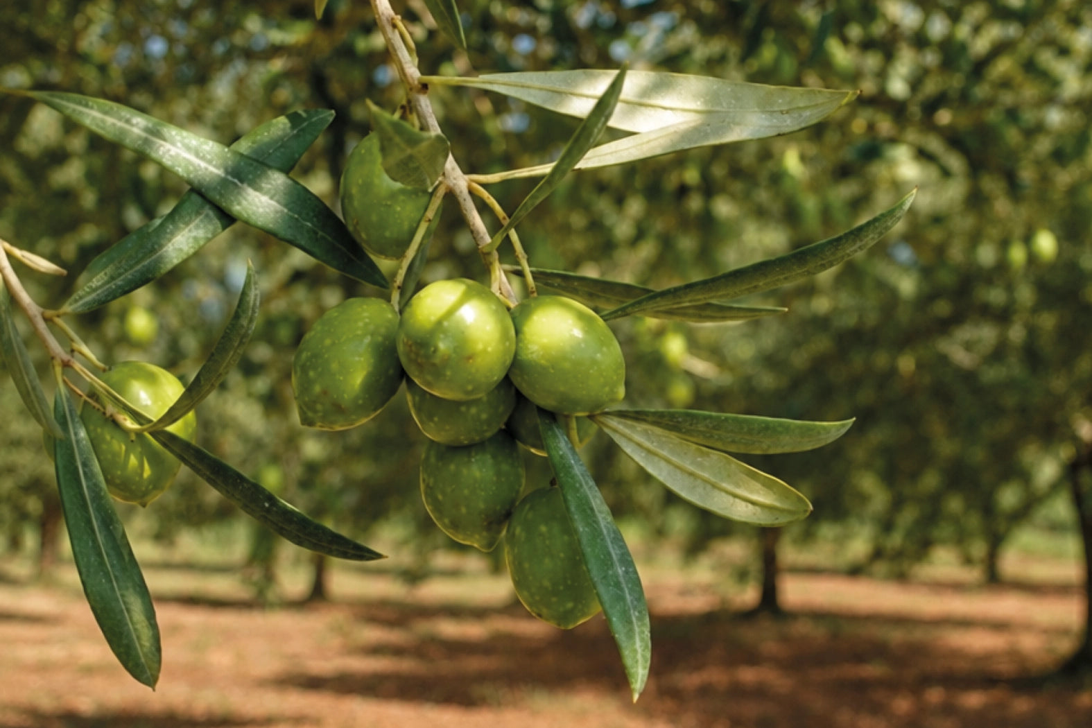 Autochthone Olivensorten – Nahaufnahme der sardischen Bosana-Olive