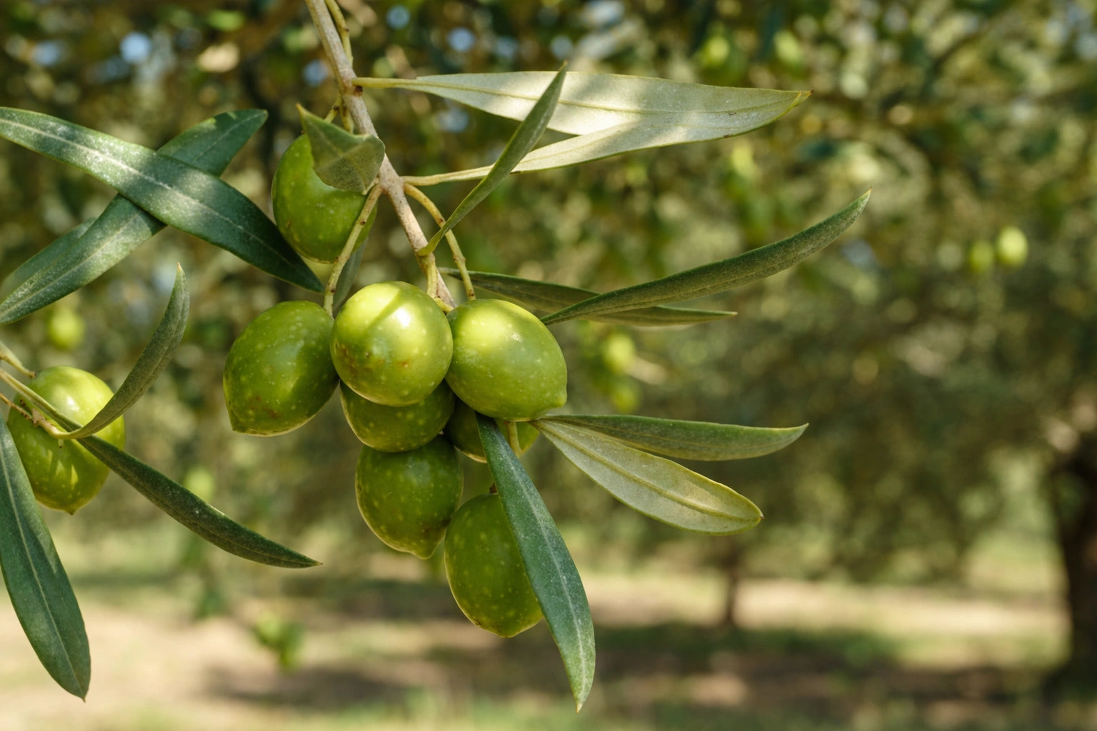 Autochthone Olivensorten – Nahaufnahme der sardischen Bosana-Olive