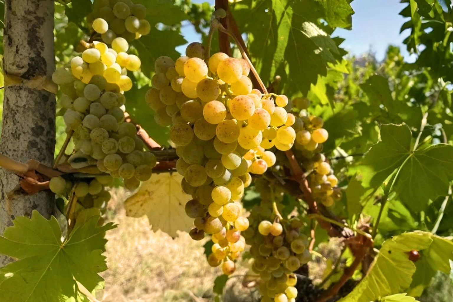 Nahaufnahme der Weinrebe der autochthonen Rebsorte Moscato Sannio di Baselice in Benevento, Kampanien