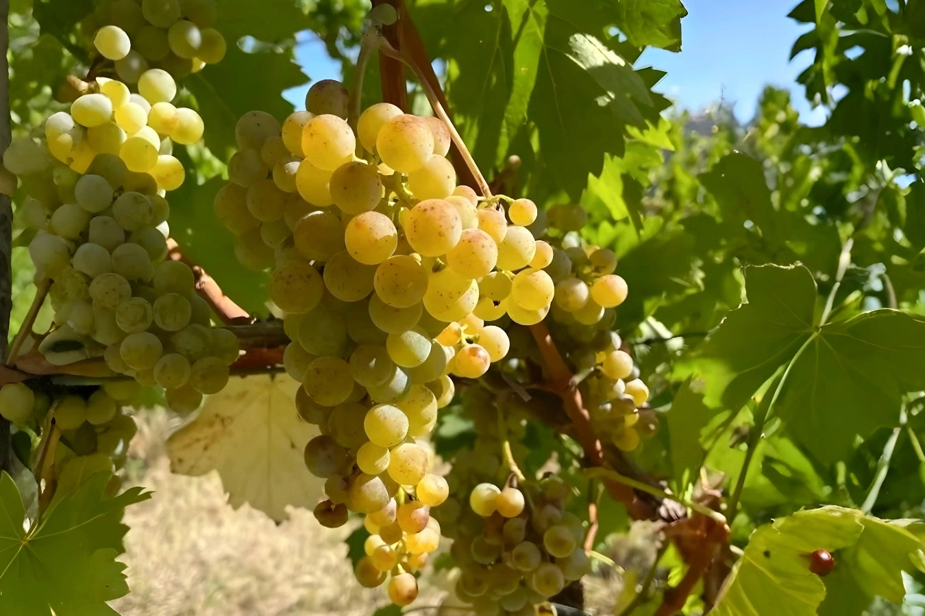Nahaufnahme der seltenen Moscato Sannio di Baselice Weinrebe – Basis der Santiquaranta Moscato Weine