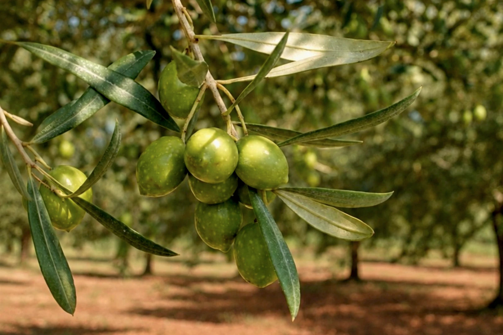 Nahaufnahme der Bosana-Olive, einer autochthonen Olivensorte aus Sardinien