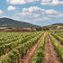 Vermentino-Reben in der Alghero DOC Lage auf Sardinien