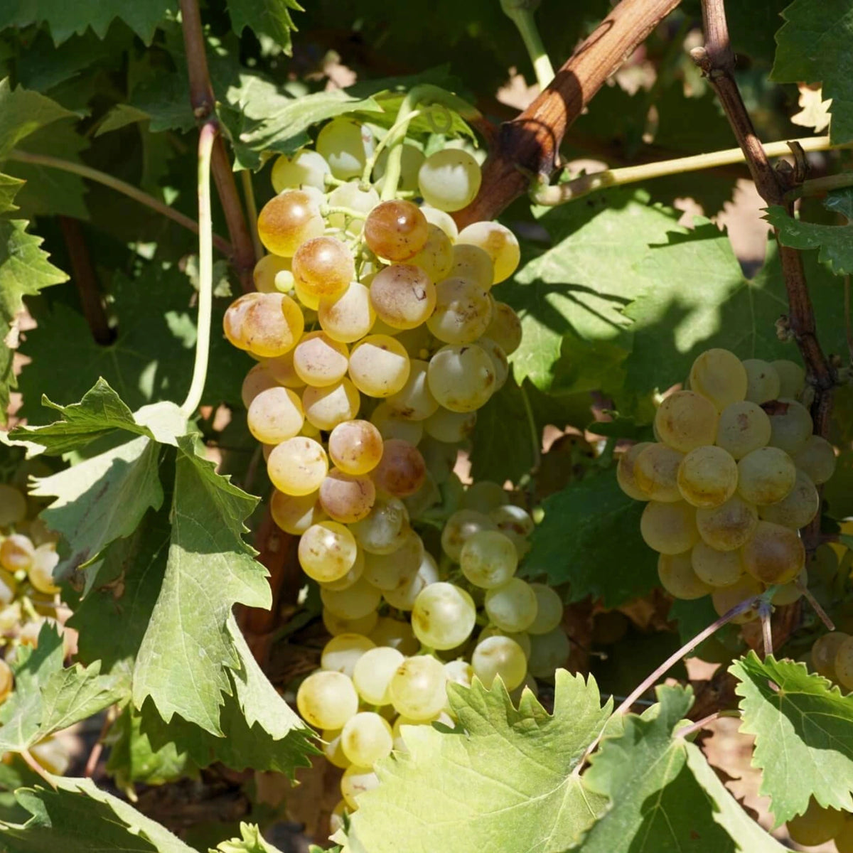 Nahaufnahme einer Vermentino-Dolde an ihrer Weinrebe auf Sardinien