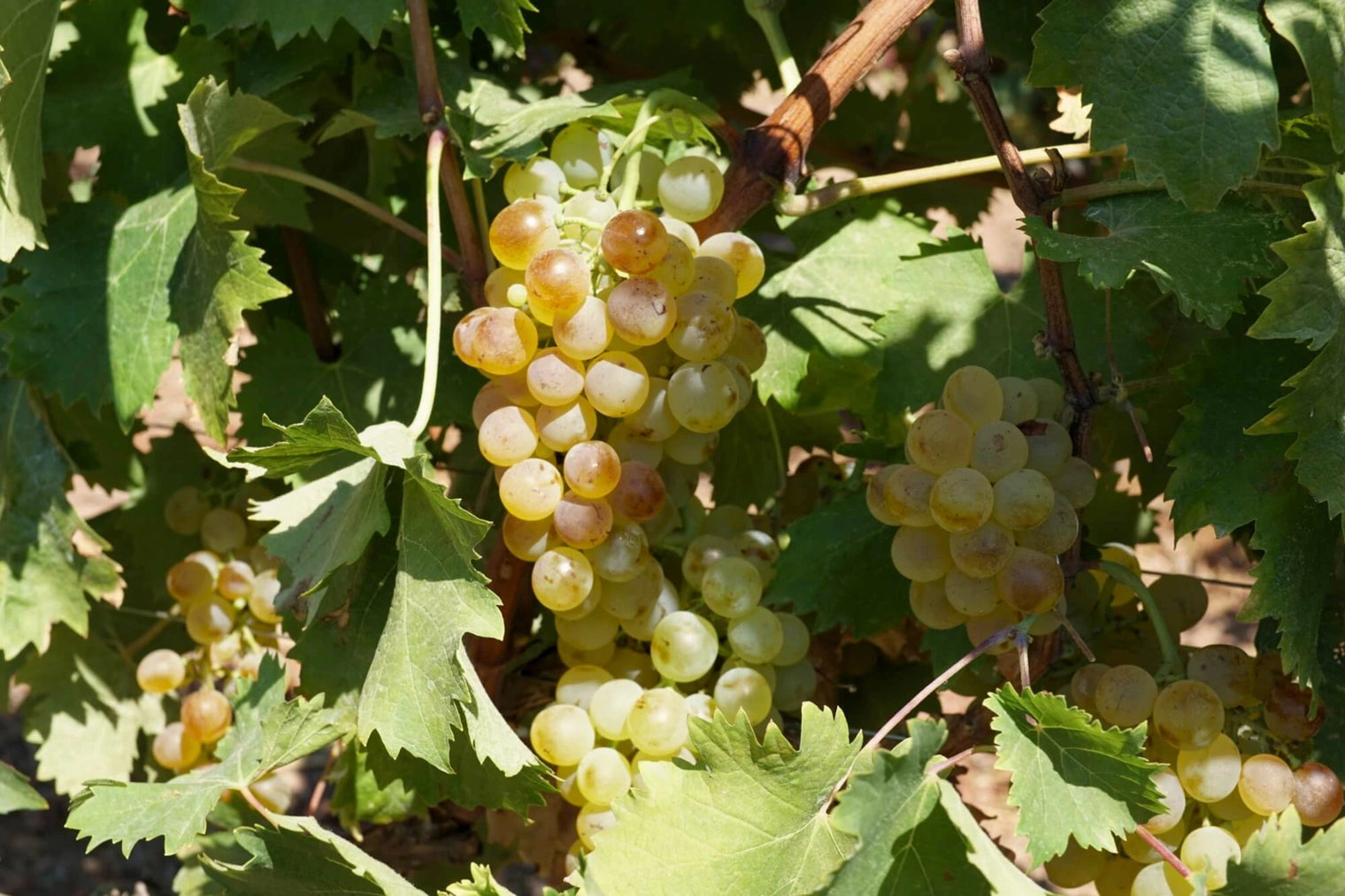 Nahaufnahme einer Vermentino-Dolde an ihrer Weinrebe auf Sardinien