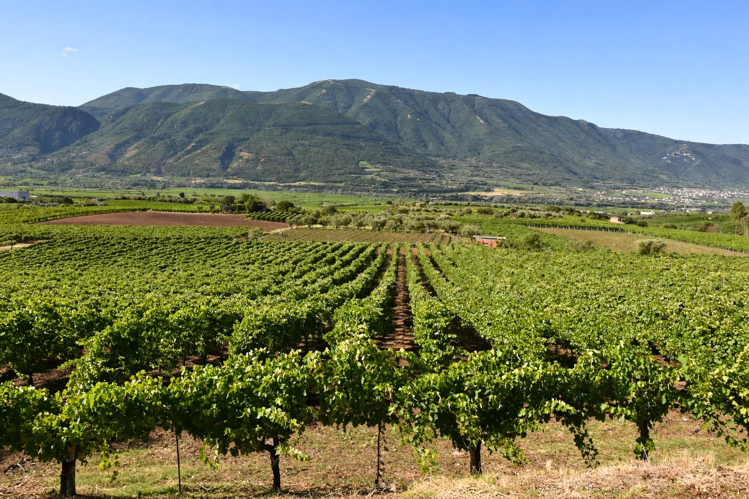 Anbau der Santiquaranta Weine – Weinberge im historischen Sannio, Benevento in Kampanien
